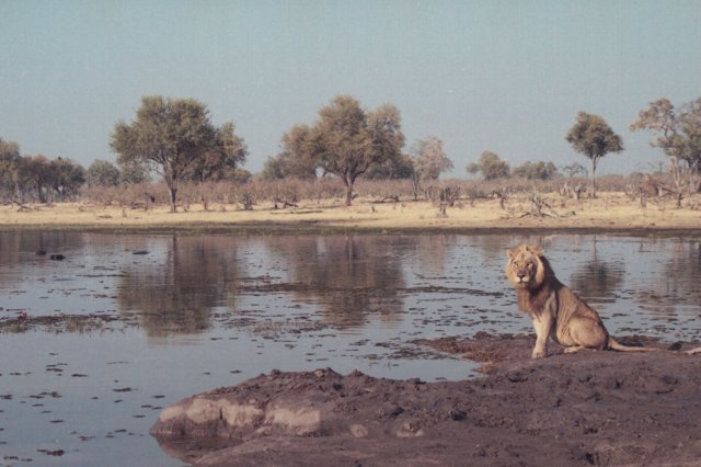althoughthelionlookedatuseventuallyhedidnotcareaboutus.jpg