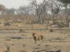 andhestartedwalkinginourdirectionwhichwasnearthekhwairiverokavangodeltabotswana_small.jpg