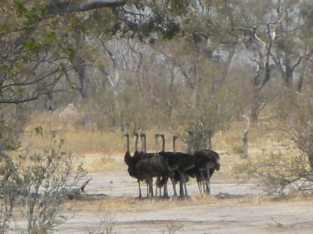 aroundmoremiwildlifereservearemanyconcessionareasinseveralhuntingispermitted.jpg