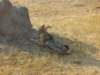 blackbackedjackalchobenationalparkbotswana_small.jpg