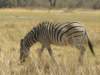 burchelzebrathestripesarenotonlyblack_small.jpg