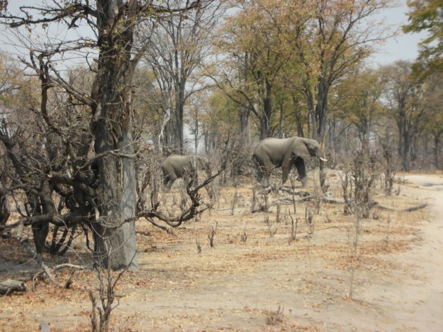 chobehasverymanyelephants.jpg