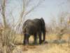 chobenationalparkbotswana2_small.jpg