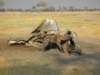 chobenationalparkbotswanaisknownforitselephanthuntinglions_small.jpg
