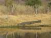 crocodilekhwairiverokavangodeltabotswana_small.jpg