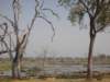 deadtreeislandmoremiwildlifereserveokavangodeltabotswana2_small.jpg
