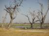 deadtreeislandmoremiwildlifereserveokavangodeltabotswana3_small.jpg