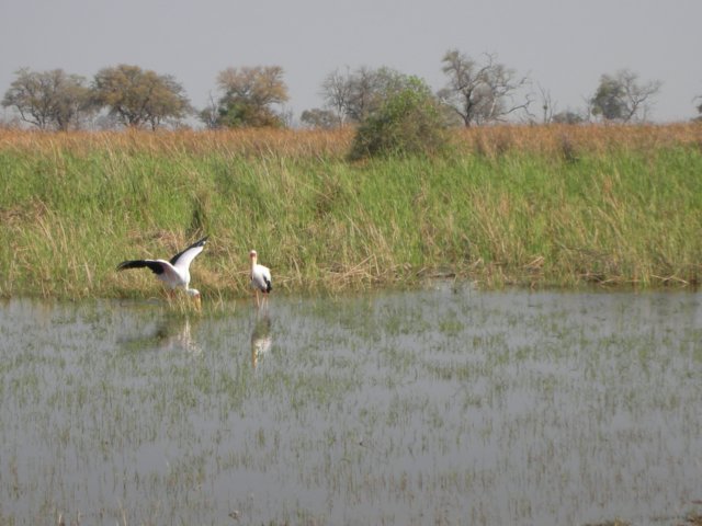 deadtreeislandmoremiwildlifereserveokavangodeltabotswana4.jpg