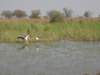 deadtreeislandmoremiwildlifereserveokavangodeltabotswana4_small.jpg