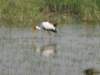 deadtreeislandmoremiwildlifereserveokavangodeltabotswana5_small.jpg
