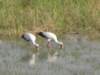 deadtreeislandmoremiwildlifereserveokavangodeltabotswana6_small.jpg