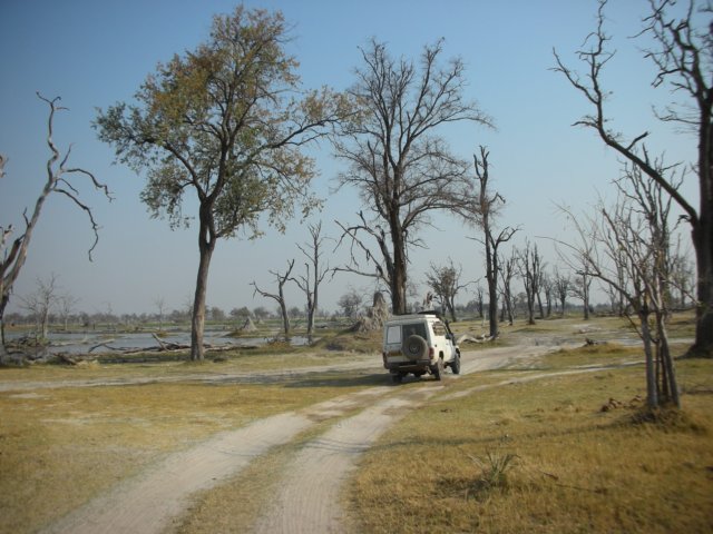 deadtreeislandmoremiwildlifereserveokavangodeltabotswana8.jpg