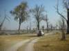 deadtreeislandmoremiwildlifereserveokavangodeltabotswana8_small.jpg