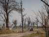 deadtreeislandmoremiwildlifereserveokavangodeltabotswana9_small.jpg