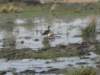 ducksatthekhwairiverokavangodeltabotswana_small.jpg