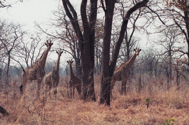 giraffesnearchobenationalparkbotswana.jpg