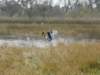 heisfishingbyswinginghiswings_small.jpg