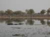 hipposinthekhwairiverokavangodeltabotswana_small.jpg