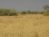 impalafemalesouthofsavutichobenationalparkbotswana_small.jpg