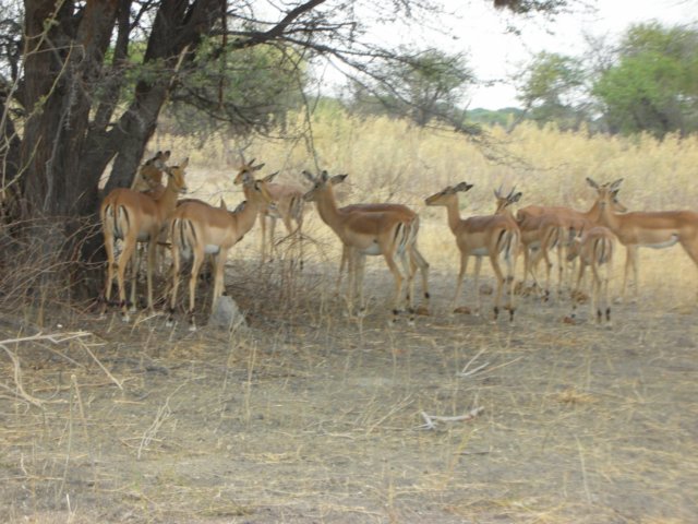 impalasinaconcessionareanexttomoremiwildlifereservebotswana.jpg