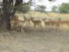 impalasinaconcessionareanexttomoremiwildlifereservebotswana_small.jpg