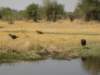 khwairiverokavangodeltabotswana9_small.jpg