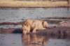 khwairiverokavangodeltabotswanathisareaisoutsideoftheparkgatesofbothchobeandmoremi_small.jpg