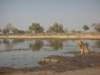 kingofthejunglekhwairiverokavangodeltabotswana_small.jpg