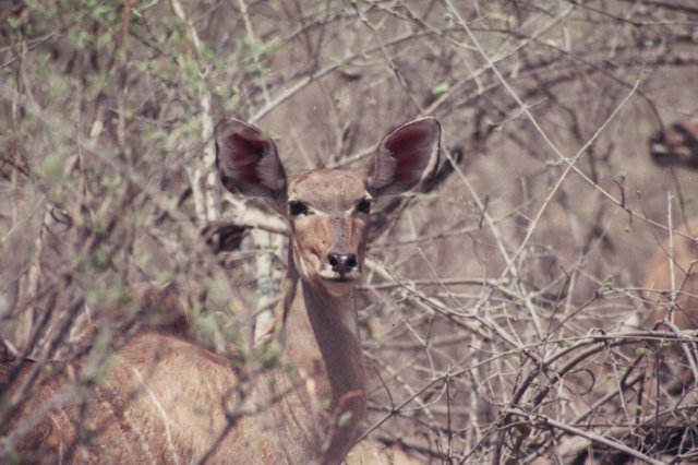 kudufemalechobenationalparkbotswana.jpg