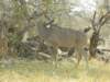 kudufemalemoremiwildlifereserveokavangodeltabotswana_small.jpg