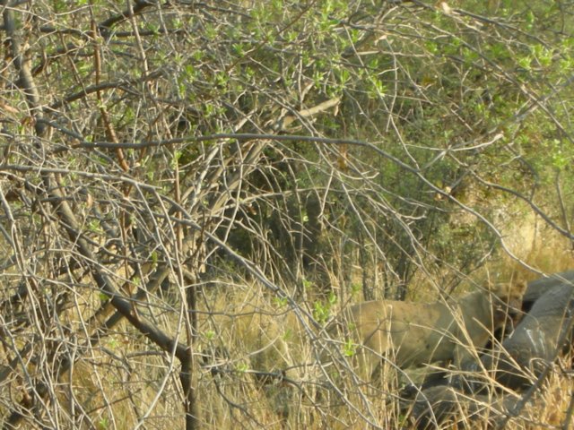 lionesseatingfromtheelephantscarcassatxakanakamoremiwildlifereserveokavangodeltabotswana.jpg