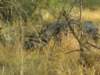 lionesseatingfromtheelephantscarcassatxakanakamoremiwildlifereserveokavangodeltabotswana2_small.jpg