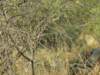 lionesseatingfromtheelephantscarcassatxakanakamoremiwildlifereserveokavangodeltabotswana_small.jpg
