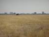 lonelyelephantatsavutichobenationalparkbotswana_small.jpg
