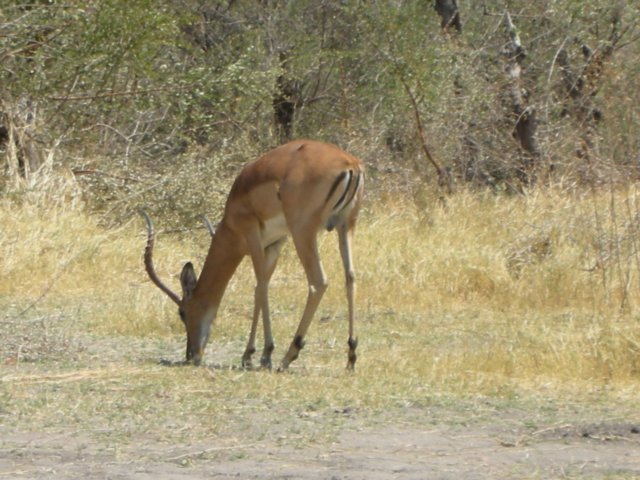 maleimpalakhwairiverokavangodeltabotswana.jpg