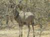 malekudumoremiwildlifereserveokavangodeltabotswana_small.jpg