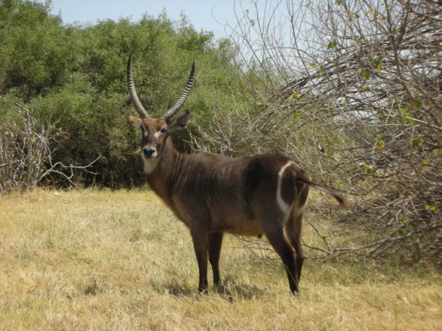malewaterbuckkhwairiverokavangodeltabotswana.jpg