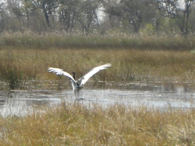 moremiwildlifereserveokavangodeltabotswana.jpg