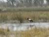 moremiwildlifereserveokavangodeltabotswana2_small.jpg