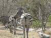 moremiwildlifereserveokavangodeltabotswana3_small.jpg