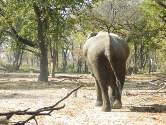 moremiwildlifereserveokavangodeltabotswana5.jpg