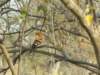 moremiwildlifereserveokavangodeltabotswana6_small.jpg
