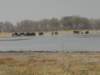 moremiwildlifereserveokavangodeltabotswana7_small.jpg