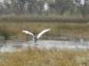 moremiwildlifereserveokavangodeltabotswana_small.jpg