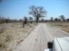 moremiwildlifereserveokavangodeltabotswanathetracksaresandy_small.jpg