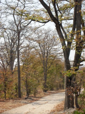moremiwildlifereserveokavangodeltabotswanaweandmanyothersfoundthefaunaincreadiblyscenic.jpg