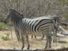 moremiwildlifereserveokavangodeltabotswanazebrasarecommonalloversouthernafrica_small.jpg