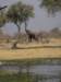 nowweknowwhytreesdonthaveleavesbelowacertainhightkhwairiverokavangodeltabotswana_small.jpg