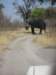 okavangodeltabotswanathereareverymanyelephants_small.jpg
