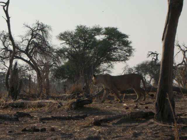 onlysome5kmafterstartingourearlymorninggamedrivewecameacrossthisfemalelion.jpg